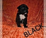 Small #2 Presa Canario