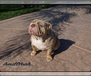 Mother of the English Bulldogge puppies born on 05/20/2021
