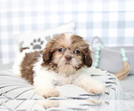 Small Photo #6 Shih Tzu Puppy For Sale in MARIETTA, GA, USA