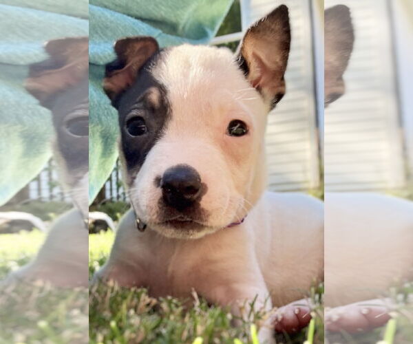 Medium Photo #2 American Staffordshire Terrier-Unknown Mix Puppy For Sale in Holly Springs, NC, USA