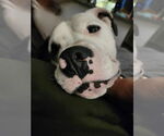 Small #8 Saint Bernard-Staffordshire Bull Terrier Mix