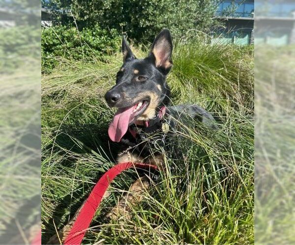 Medium Photo #2 German Shepherd Dog Puppy For Sale in Cupertino, CA, USA