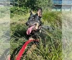 Small #1 German Shepherd Dog
