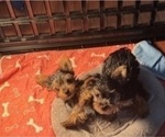 Small #6 Yorkshire Terrier