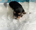 Small Photo #5 Yorkshire Terrier Puppy For Sale in NORMANGEE, TX, USA