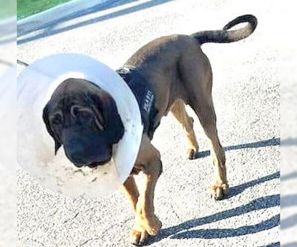 Medium Photo #11 Brazilian Mastiff Puppy For Sale in Jasper, AL, USA