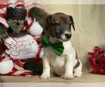 Small Photo #3 Jack Russell Terrier Puppy For Sale in LANCASTER, PA, USA