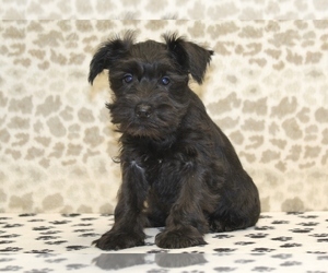 Schnauzer (Miniature) Puppy for Sale in DENVER, Pennsylvania USA