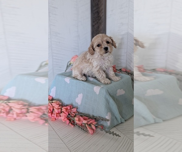 Medium Photo #21 Cockapoo (Toy) Puppy For Sale in GOSHEN, IN, USA