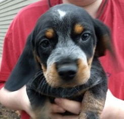Beagle Puppy for sale in IUKA, IL, USA