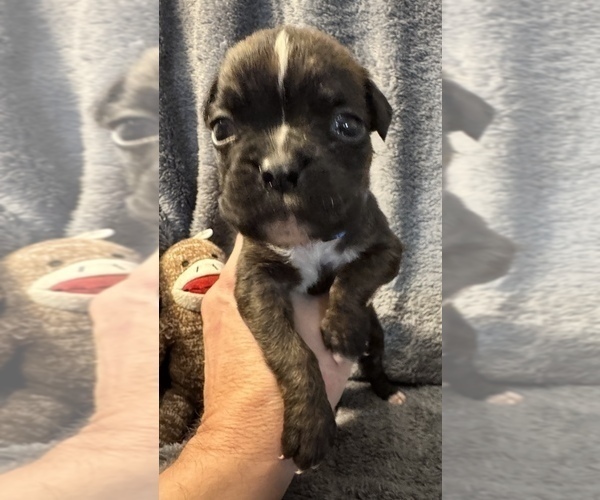 Medium Photo #14 Boxer Puppy For Sale in LANSING, MI, USA