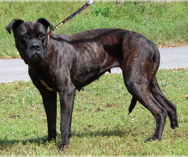 Medium Photo #3 Boxer-Unknown Mix Puppy For Sale in Prattville, AL, USA