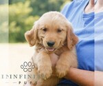 Small #1 Golden Retriever