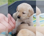 Puppy FEMALE Labrador Retriever