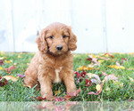 Small Photo #2 Goldendoodle Puppy For Sale in KILLINGER, PA, USA