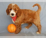 Small Photo #9 Goldendoodle Puppy For Sale in MILLERSBURG, OH, USA