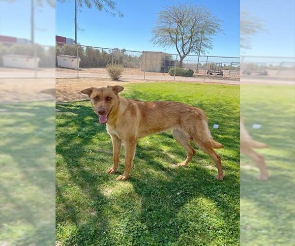 Medium Photo #1 German Shepherd Dog Puppy For Sale in Riverside, CA, USA