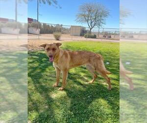 German Shepherd Dog Dogs for adoption in Riverside, CA, USA