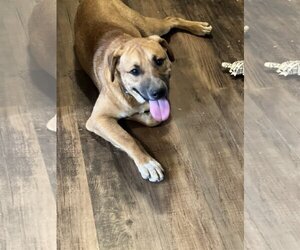 Labrador Retriever-Unknown Mix Dogs for adoption in Crossville, AL, USA