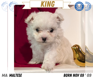 Medium Maltese