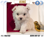 Puppy King Maltese