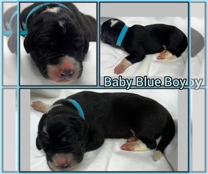 Great Dane Puppy for sale in MARSHVILLE, NC, USA
