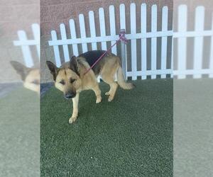German Shepherd Dog Dogs for adoption in Modesto, CA, USA