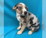 Small Photo #5 Catahoula Leopard Dog-Unknown Mix Puppy For Sale in Kanab, UT, USA