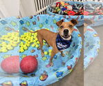 Small #3 American Pit Bull Terrier Mix