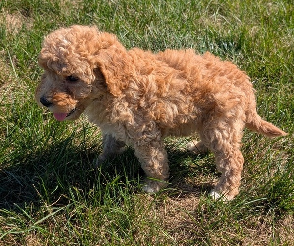 Medium Photo #8 Goldendoodle (Miniature) Puppy For Sale in GOSHEN, IN, USA