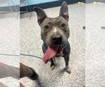 Small #2 American Pit Bull Terrier Mix