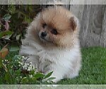 Pomeranian Near - Female Pomeranian Puppy for Sale - Photo #2