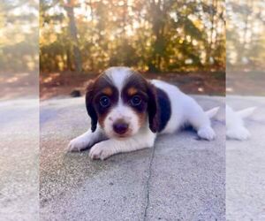 Dachshund Puppy for sale in AIKEN, SC, USA
