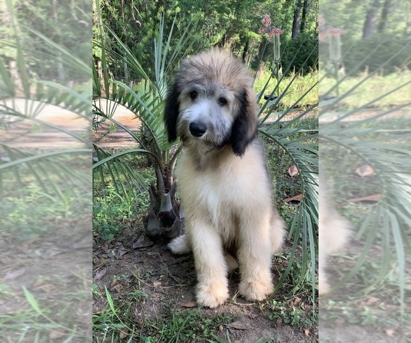 Medium Photo #1 Sheepadoodle Puppy For Sale in CENTURY, FL, USA