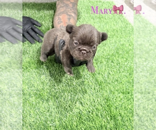 Medium Photo #13 French Bulldog Puppy For Sale in PORTSMOUTH, VA, USA