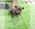 Puppy Mary French Bulldog