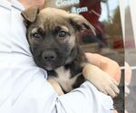 Small #6 Mutt