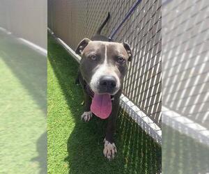 Mutt Dogs for adoption in Downey, CA, USA