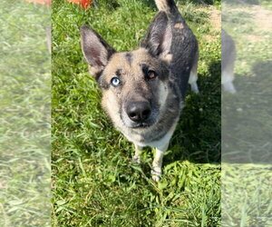 Atlas - Long Term Resident - Sponsored - Male Gerberian Shepsky Dog for Adoption - Photo #6