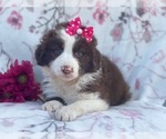 Small Photo #1 Australian Shepherd Puppy For Sale in LAKELAND, FL, USA