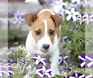 Jack Russell Terrier Puppy for sale in RONKS, PA, USA