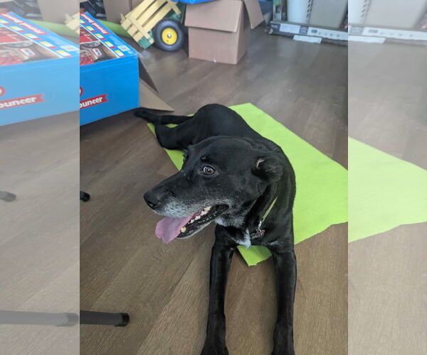 Medium Photo #18 Labrador Retriever-Unknown Mix Puppy For Sale in Oakhurst, NJ, USA