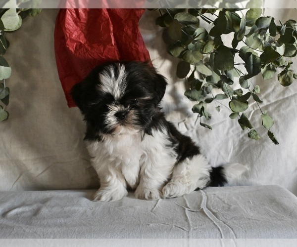 Medium Photo #1 Shih Tzu Puppy For Sale in MILLERSBURG, OH, USA
