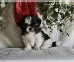 Small Photo #1 Shih Tzu Puppy For Sale in MILLERSBURG, OH, USA