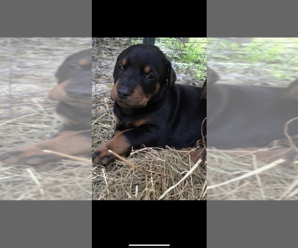 Medium Photo #1 Doberman Pinscher Puppy For Sale in LIVINGSTON, LA, USA