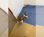 Small #3 Mutt