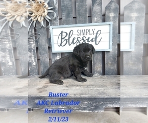 Labrador Retriever Puppy for Sale in SHIPSHEWANA, Indiana USA