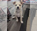 Small Huskies -Labrador Retriever Mix