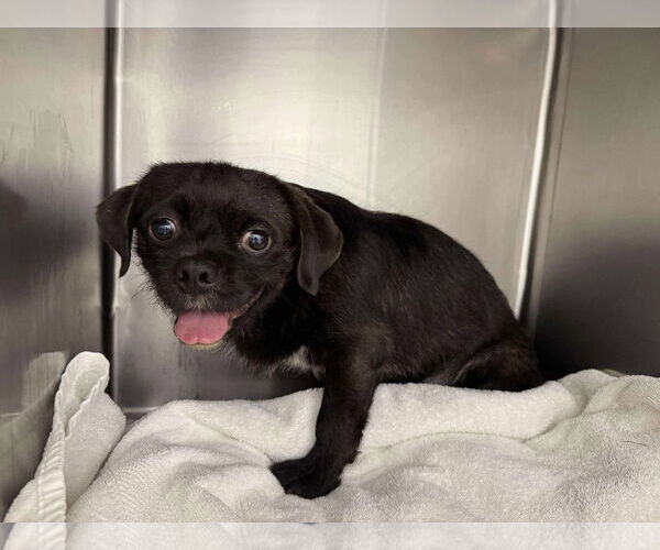 Medium Photo #4 Pug-Unknown Mix Puppy For Sale in San Diego, CA, USA