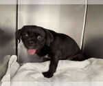 Small #3 Pug Mix